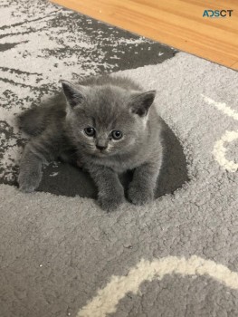 British Shorthair have kittens  