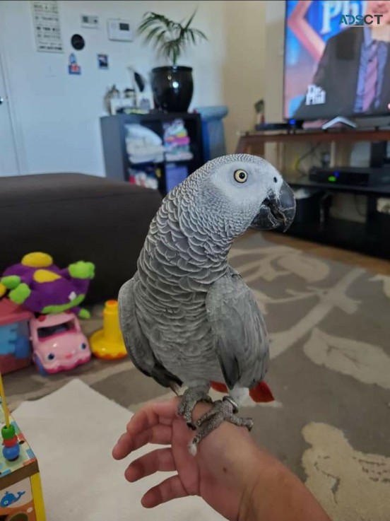 Cute African Grey Parrots