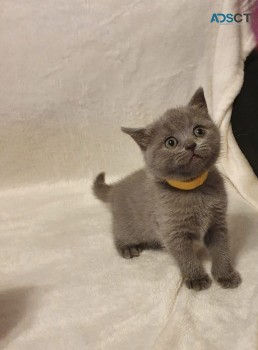 Scottish Fold Kittens for Sale