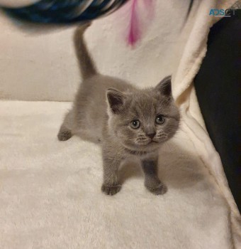 Scottish Fold Kittens for Sale