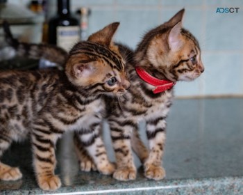 Lovely Bengal kittens  