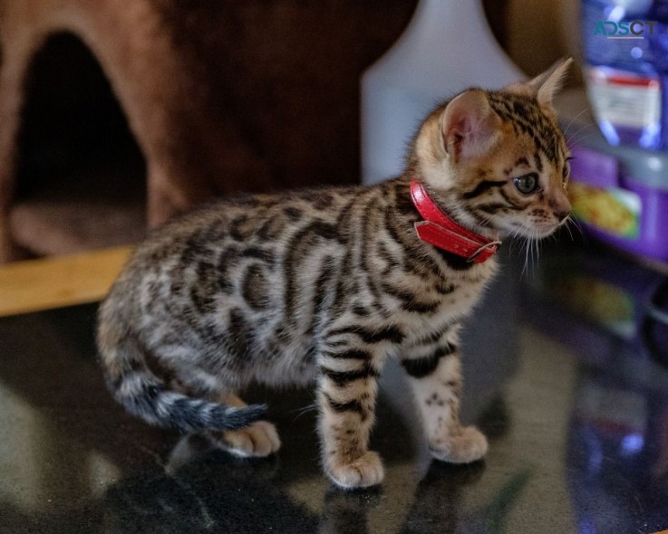 Lovely Bengal kittens  