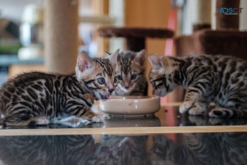 Lovely Bengal kittens  