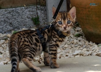 Lovely Bengal kittens 