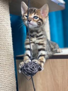 Lovely Bengal kittens  