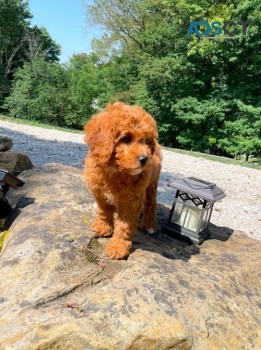 Cavoodle puppy for adoption in Sydney