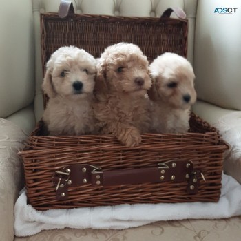 Sweet Home Poodle pups