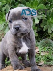 Staffordshire bull terrier puppies