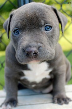 Staffordshire bull terrier puppies