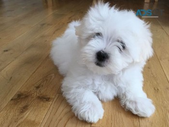 Gorgeous T-Cup Maltese puppies