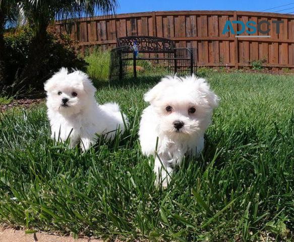 Gorgeous T-Cup Maltese puppies