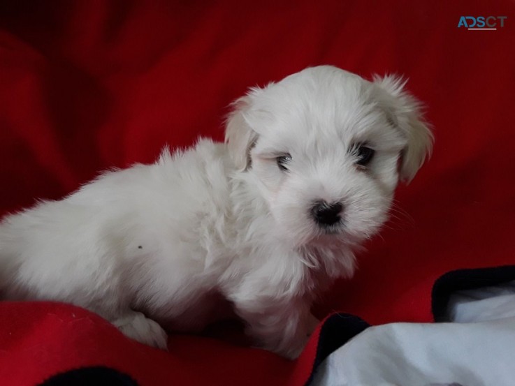 Maltese  puppies for sale 