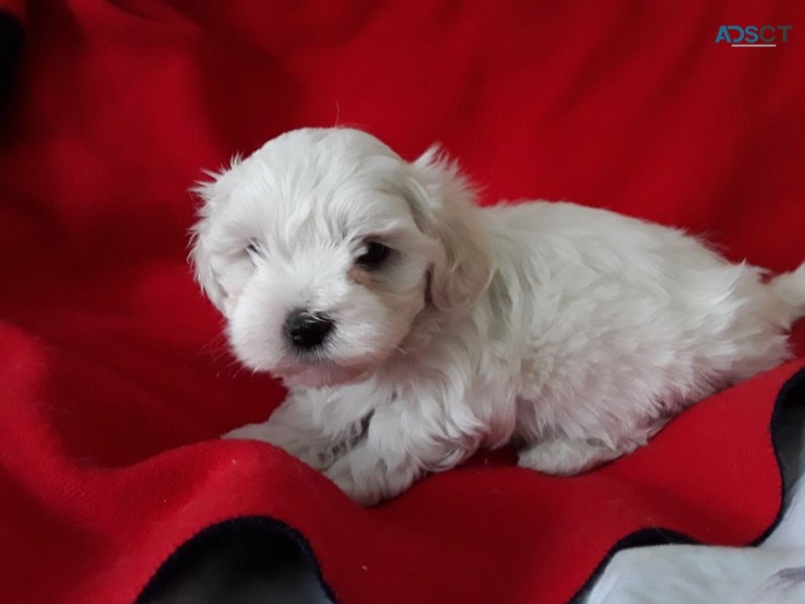 Maltese  puppies for sale 