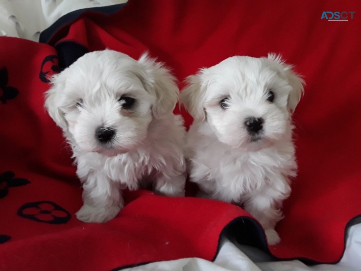 Maltese  puppies for sale 