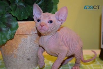  Sphynx Kittens 3 Girls And 1 Boy  