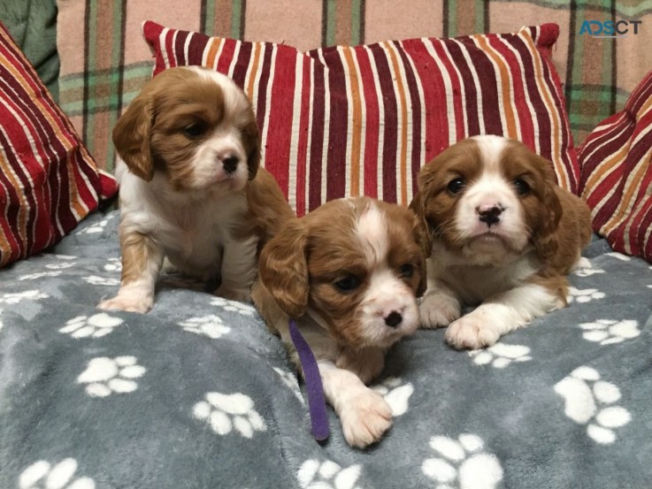 Cavalier King Charles available  