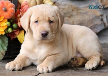 Labrador Retriever puppies