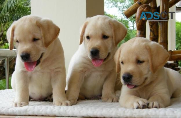 Labrador Retriever puppies