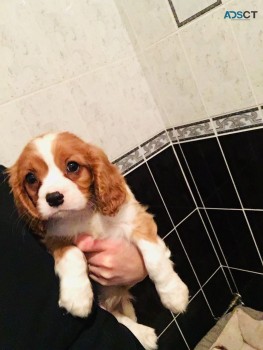 Cavalier King Charles available  