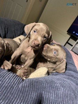 Kc Reg Weimaraner Puppies 