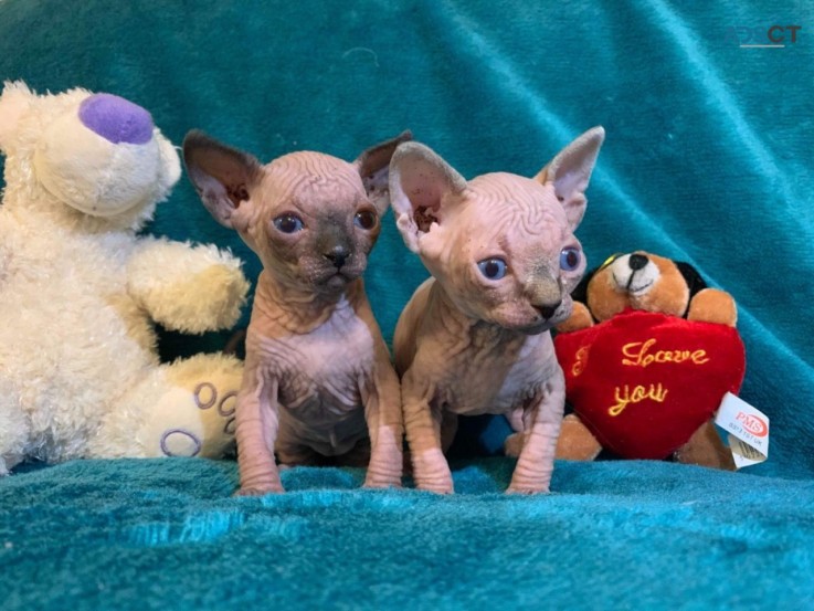 Sphynx Kittens 3 Girls And 1 Boy