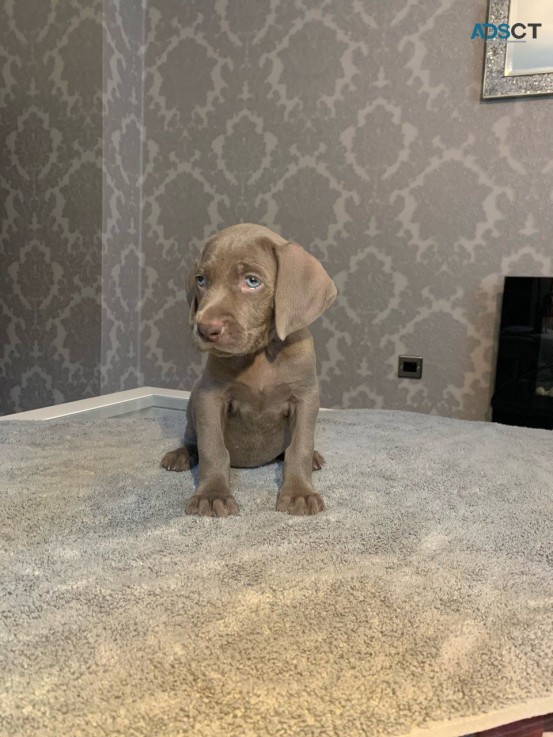 Kc Reg Weimaraner Puppies