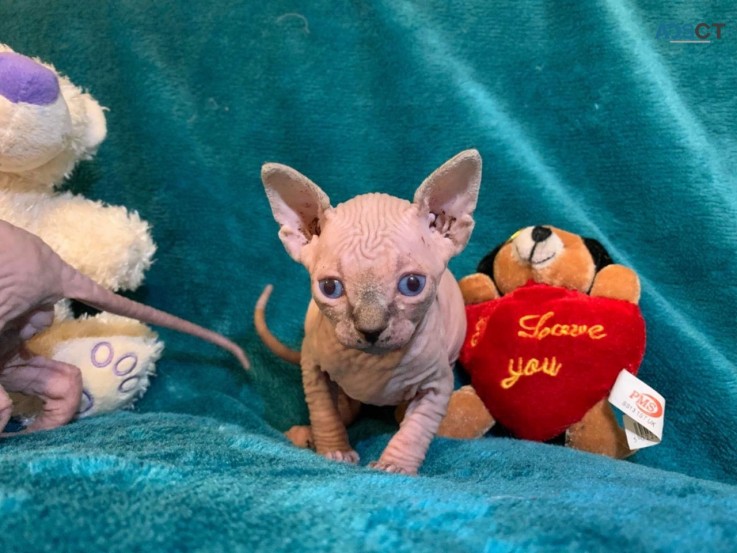 Sphynx Kittens 3 Girls And 1 Boy  