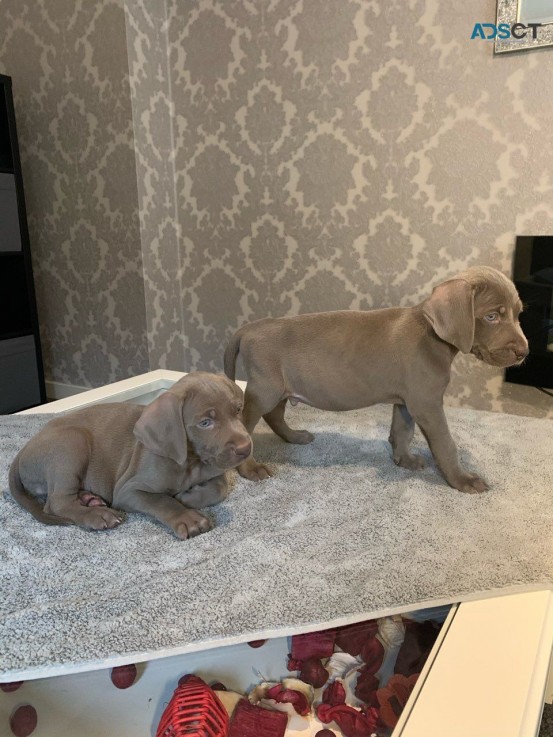 Kc Reg Weimaraner Puppies