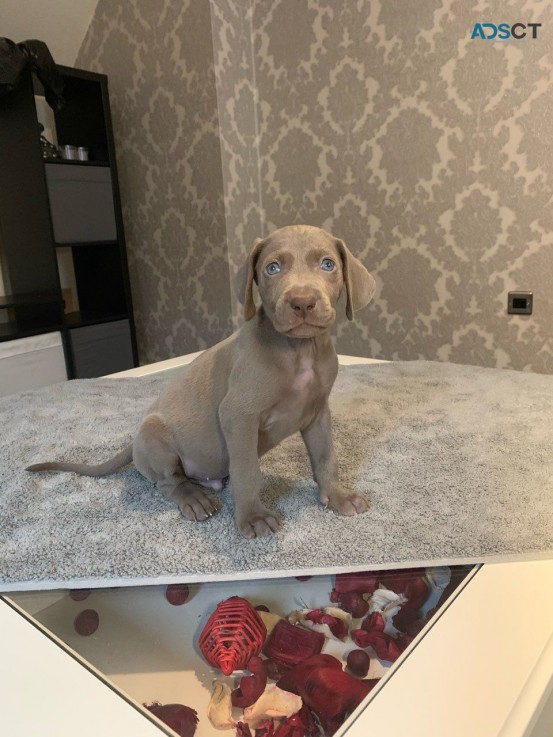 Kc Reg Weimaraner Puppies 