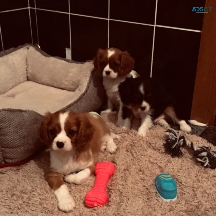 Cavalier King Charles available  