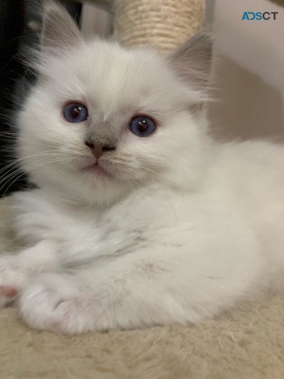 Ragdoll Kittens Gorgeous Babies. 