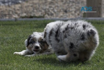 trained Australian shepherd puppies