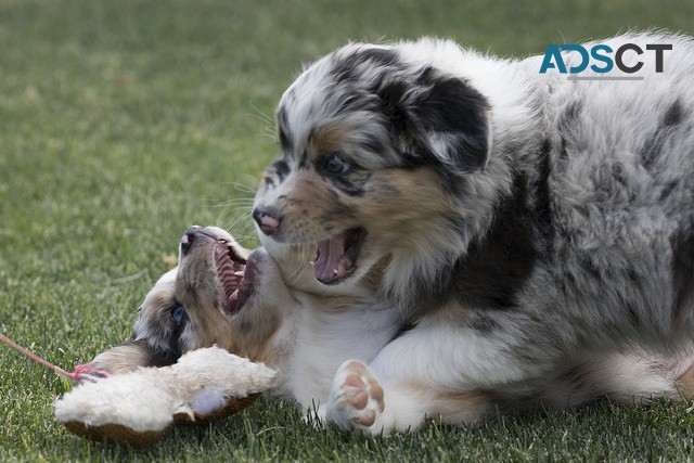 trained Australian shepherd puppies