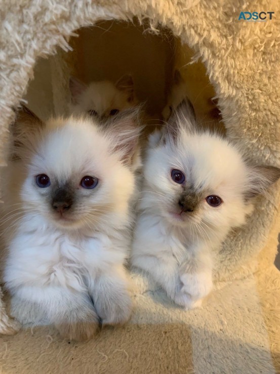 Ragdoll Kittens Gorgeous Babies.  