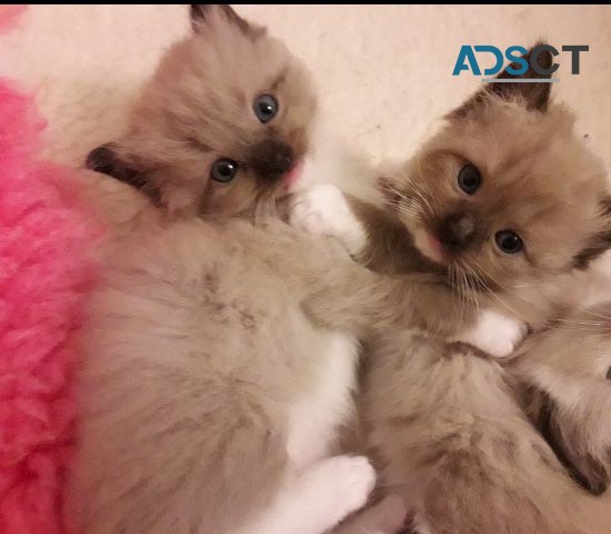 Ragdoll Kittens Gorgeous Babies.  