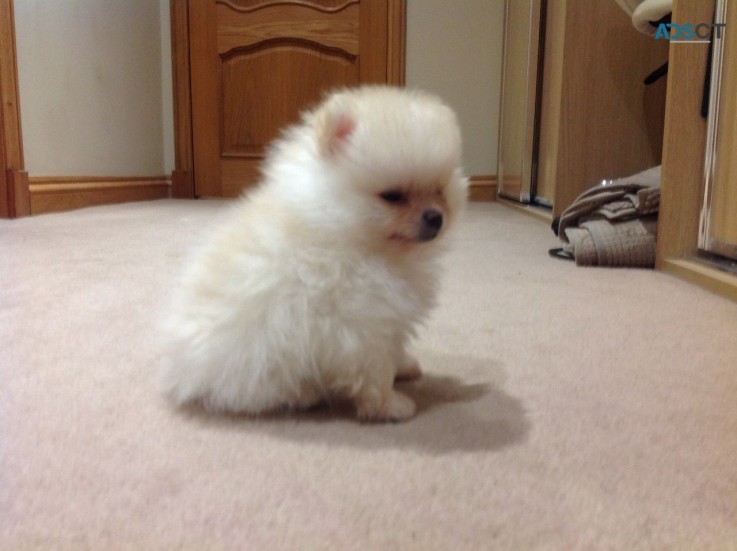 Pomeranian Puppies 