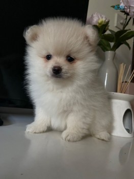 Pomeranian Puppies   