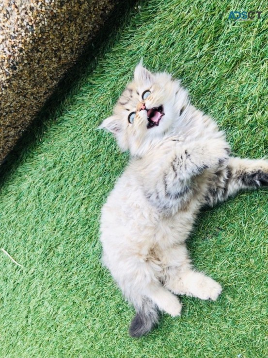 Pure Pedigree Chinchilla Kittens 