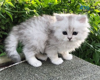 Pure Pedigree Chinchilla Kittens 