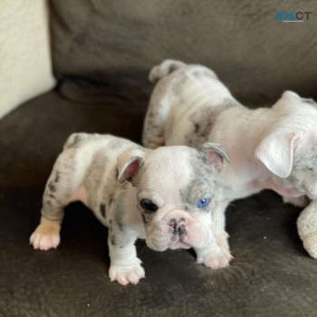 Beautiful puppies available 