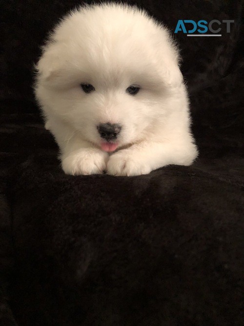 AKC Samoyed pups for sale