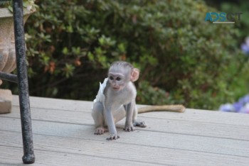 Well Trained Marmoset & Capuchin Monkeys