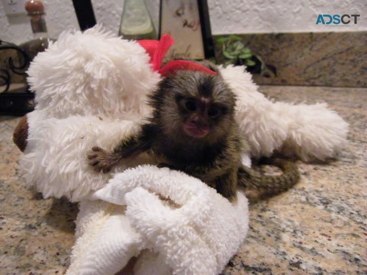 Well Trained Marmoset & Capuchin Monkeys