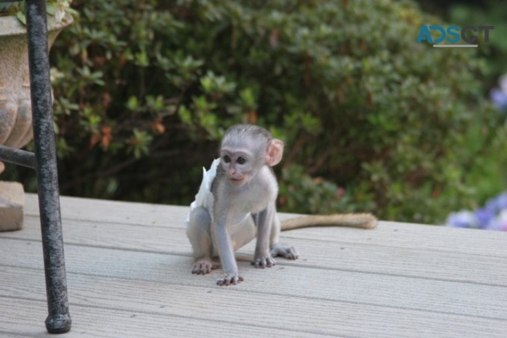 Well Trained Marmoset & Capuchin Monkeys