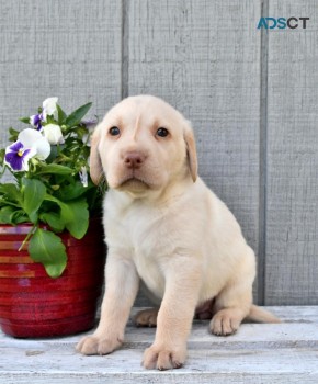 Labrador Retriever puppies available