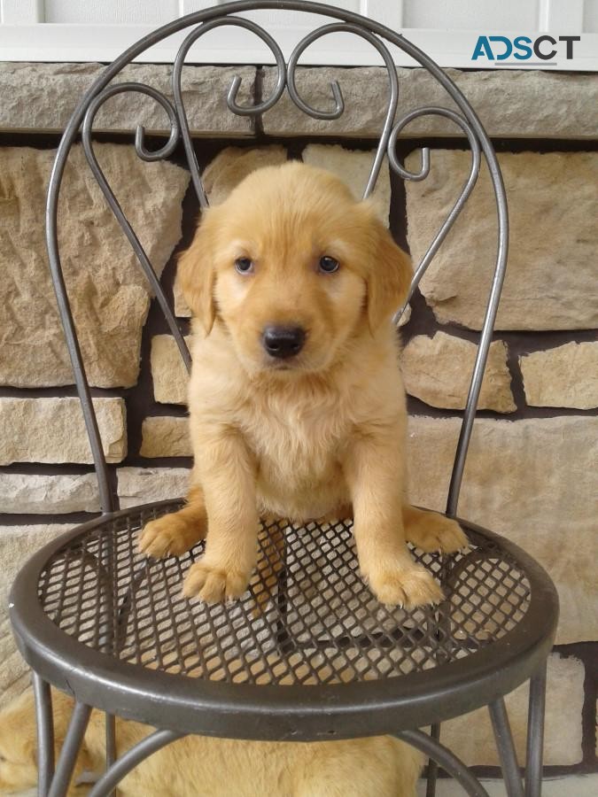 Purebred KC Golden Retriever Puppies