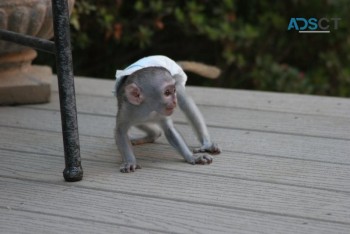 Finger Marmoset & Capuchin monkeys ready