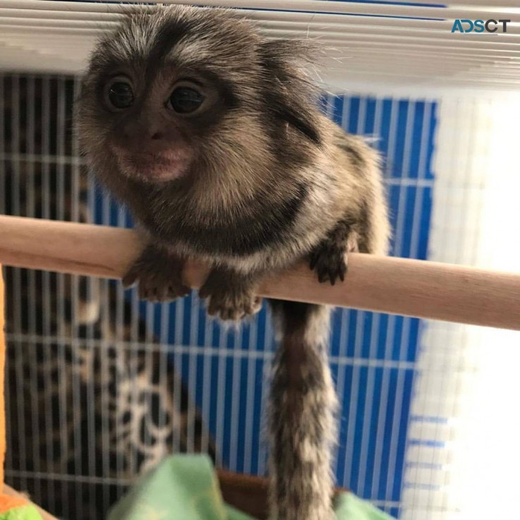 Finger Marmoset & Capuchin monkeys ready