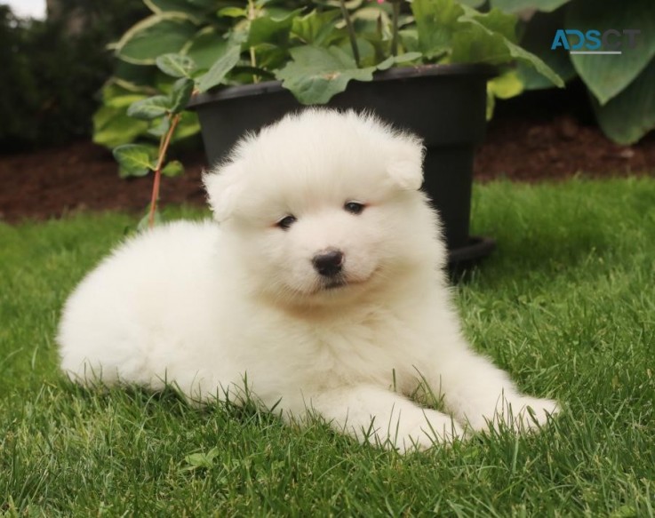 KC Samoyed puppies for adoption