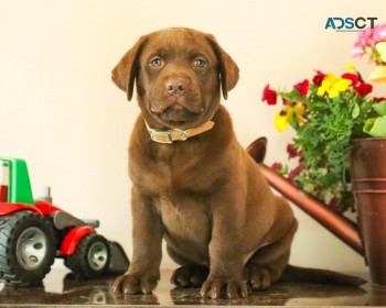 English Labrador retriever puppies ready